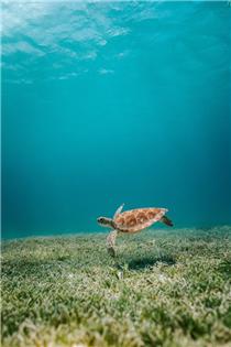 해초 사이를 헤엄치는 바다거북. /사진=Unsplash