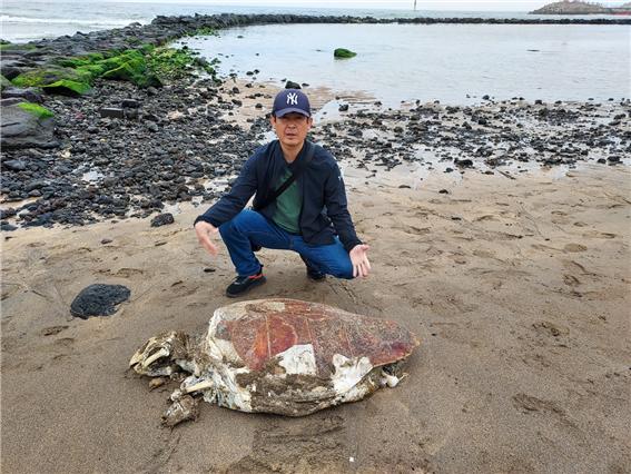▲ 4월 21일,이호해수욕장에서 발견된 붉은바다거북 암컷