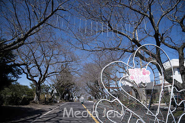 왕벚꽃축제 준비가 이뤄지고있는 21일 장전리 장전로 왕벚꽃 거리의 모습. 벚나무에 벚꽃이 피지 않은 상태로 앙상한 모습을 보이고 있다. /사진=미디어제주.