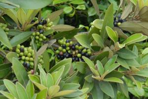 까마귀쪽나무 열매 추출물, 근감소증 개선 효과