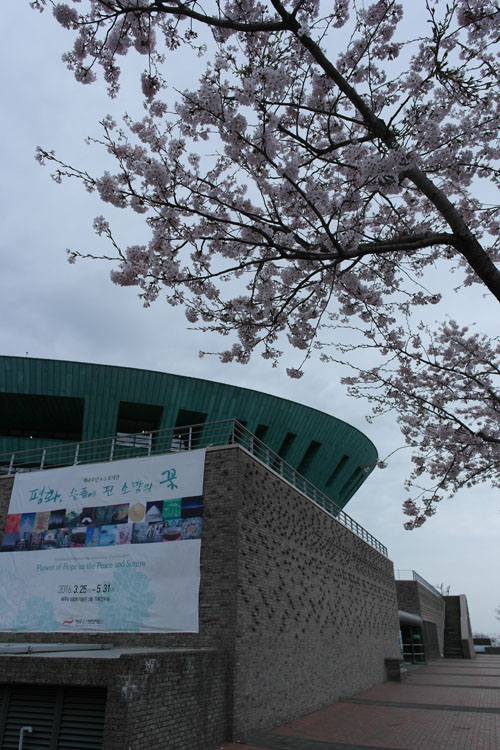 4.3평화공원내 기념관과 벚꽃. 4월 3일을 전후로 벚꽃은 꽃비가 되어 내린다. 미디어제주