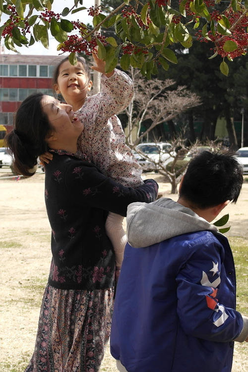 황지현씨와 그의 딸이 먼나무를 올려다보고 있다. 도시 우회도로가 나면 만나지 못할 먼나무이다. 미디어제주
