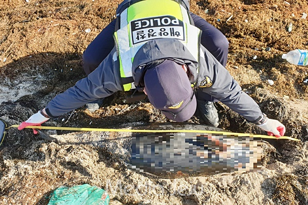서귀포해양경찰서 관계자가 20일 서귀포시 대정읍 신도포구 인근 해변에서 발견된 상괭이 사체를 확인하고 있다. [서귀포해양경찰서]