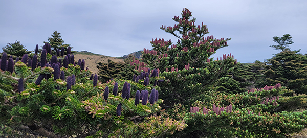 많은 꽃이 피어있는 한라산 국립공원 내 구상나무. /사진=제주도 한라산국립공원관리소.