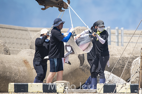 2005년 포획된 후 17년 동안 수족관에서 지냈던 남방큰돌고래 '비봉이'가 야생적응 훈련을 위해 지난 4일 오전 대정읍 신도리 앞바다의 가두리 시설로 이동 중인 모습.