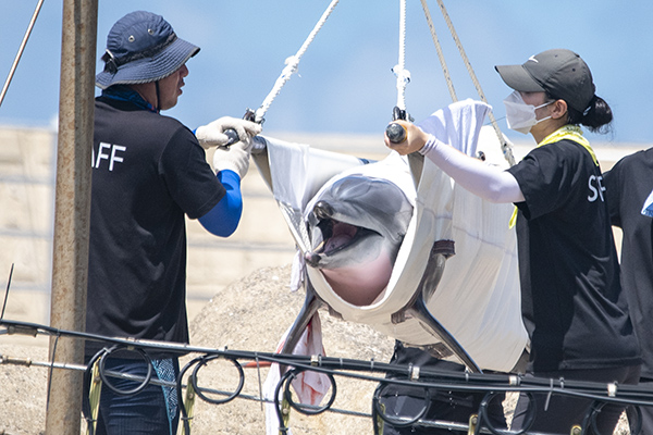 2005년 포획된 후 17년 동안 수족관에서 지냈던 남방큰돌고래 '비봉이'가 야생적응 훈련을 위해 지난 4일 오전 대정읍 신도리 앞바다의 가두리 시설로 이동 중인 모습.