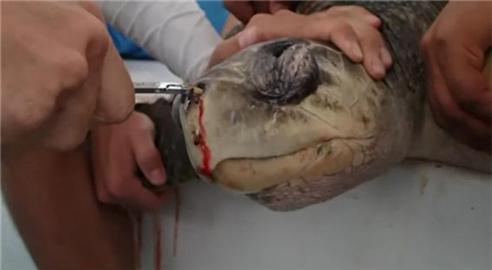 지난 2018년 코스타리카 연안에서 발견된 올리브바다거북. 당시 코에 빨대가 꽂힌 모습으로 발견됐다. /사진 출처=KBS 뉴스
