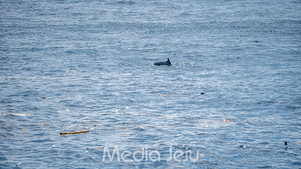 지난 7월 17일 서귀포시 대정읍 신도리 앞바다에 많은 해상쓰레기들이 떠 있는 사이로 돌고래들이 헤엄을 치고 있다.