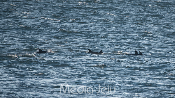 지난 8일 서귀포시 대정읍 신도리 앞바다에서 '디프다 제주'의 쓰레기 수거 활동이 이뤄지던 도중 남방큰돌고래들이 모습을 드러냈다. 돌고래들은 100여마리가 무리를 지어 헤엄을 치며 신도리 앞바다를 지나갔다.