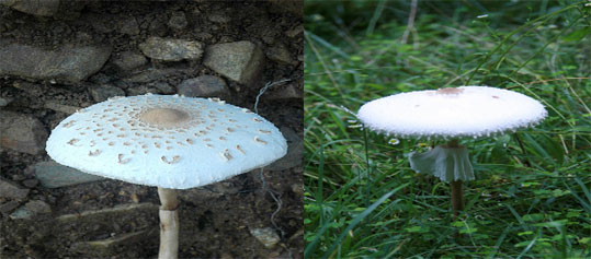 식용인 '큰갓버섯(왼쪽)'과 독버섯인 '흰독큰갓버섯'. <미디어제주>