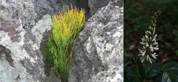사진 왼쪽부터 솔잎란, 만년콩. /사진=국립생태원