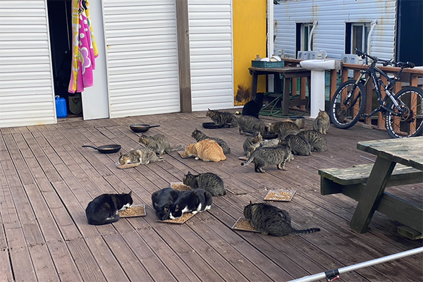 마라도에서 지내고 있는 고양이들. /사진=제주도 세계유산본부.