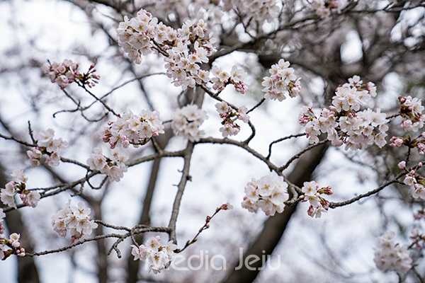 지난 22일 제주시 한라수목원에 피어 있던 벚꽃. /사진=미디어제주.