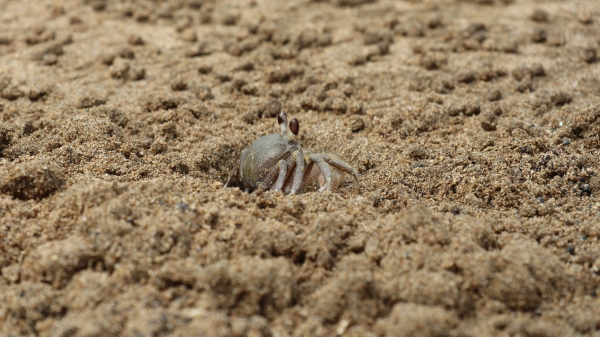 갯벌의 모래를 입에 넣고 유기물만 걸러 먹은 후 남은 모래를 둥글게 뭉쳐 다시 뱉어내는 먹이 활동으로 갯벌 오염을 정화하는 역할을 하고 있는 해양보호생물 달랑게의 모습. /사진=제주환경운동연합