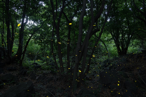 지난 23일 서귀포시 안덕 곶자왈 숲에서 포착된 반딧불이들의 유영 모습. /사진=김성욱 미디어제주 객원기자