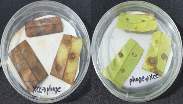 감귤궤양병 억제 효능 연구 결과. 사진 왼쪽이 감귤궤양병균에 감염된 잎이고, 오른쪽은 박테리오파지 처리로 감귤궤양병이 억제 된 잎이다. /사진=제주TP 생물종다양성연구소
