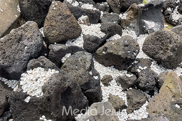 제주 서귀포시 대정읍 신도포구 인근 해안에 수많은 '꼬막 껍데기'가 버려져 있다. /사진=미디어제주.