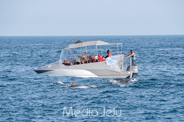 지난 6월 헤엄을 치고 있는 남방큰돌고래 무리에 과도하게 접근한 관광선박의 모습. /사진=미디어제주.