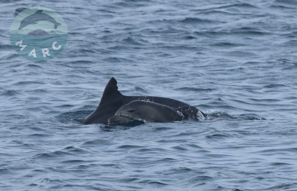 지난해 12월 29일 마크(MARC)에서 발견한 종달./사진 = 제주 돌고래 긴급 구조단