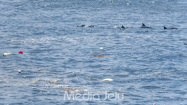 지난 2022년 7월17일 서귀포시 대정읍 신도리 앞바다에 많은 해상쓰레기들이 떠 있는 사이로 남방큰돌고래들이 헤엄을 치고 있는 모습. /사진=미디어제주.