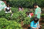 ‘와~!’ 북촌초 학생들, 푸름이농장 채소 수확