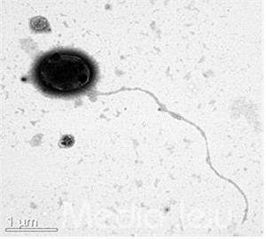 제주서 발견 新 해양미생물 항균&#8231;항생기능 물질 확인
