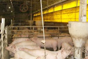 제주도, 강원 아프리카돼지열병 확진에 "전국 돼지 반입 금지!"