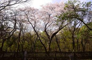 제주에서 자란 천연기념물 왕벚나무, 서울로 뻗어나간다